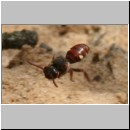 Nomada alboguttata - Wespenbiene w12 8mm.jpg